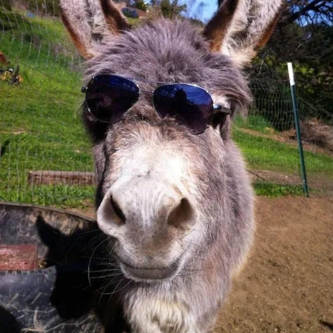 lozyha avatar