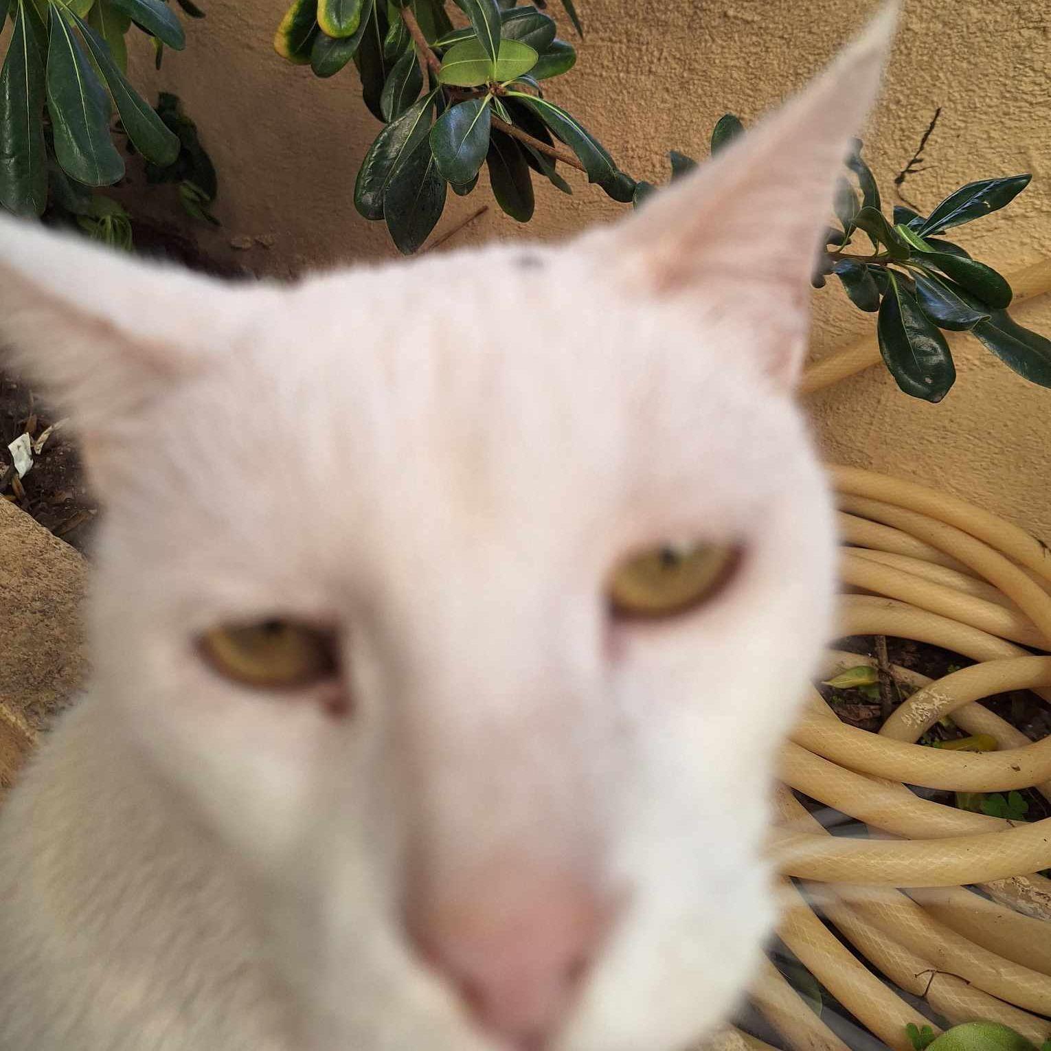Gato_Crist0 avatar
