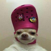 Bobi_carry avatar