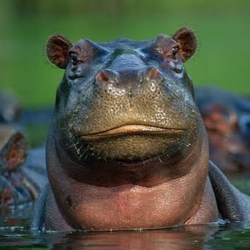 HoreluRelu