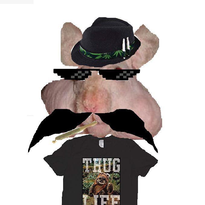 DINGO420 avatar