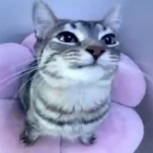 Toxsi_