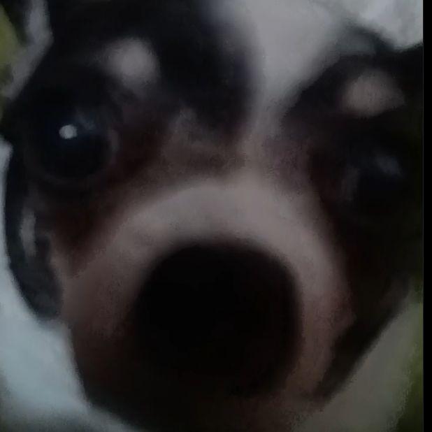 pipapaparu avatar