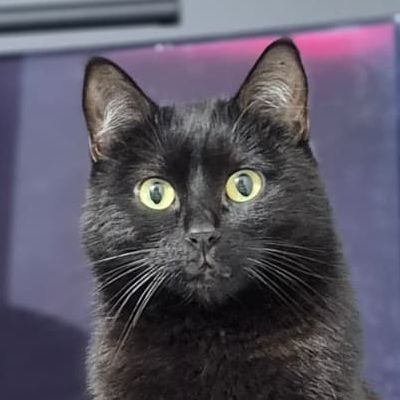 Bujiie FACEIT avatar