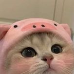 _Fufunt1k_ avatar