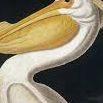 123Pelican