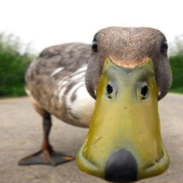 Rabzen_