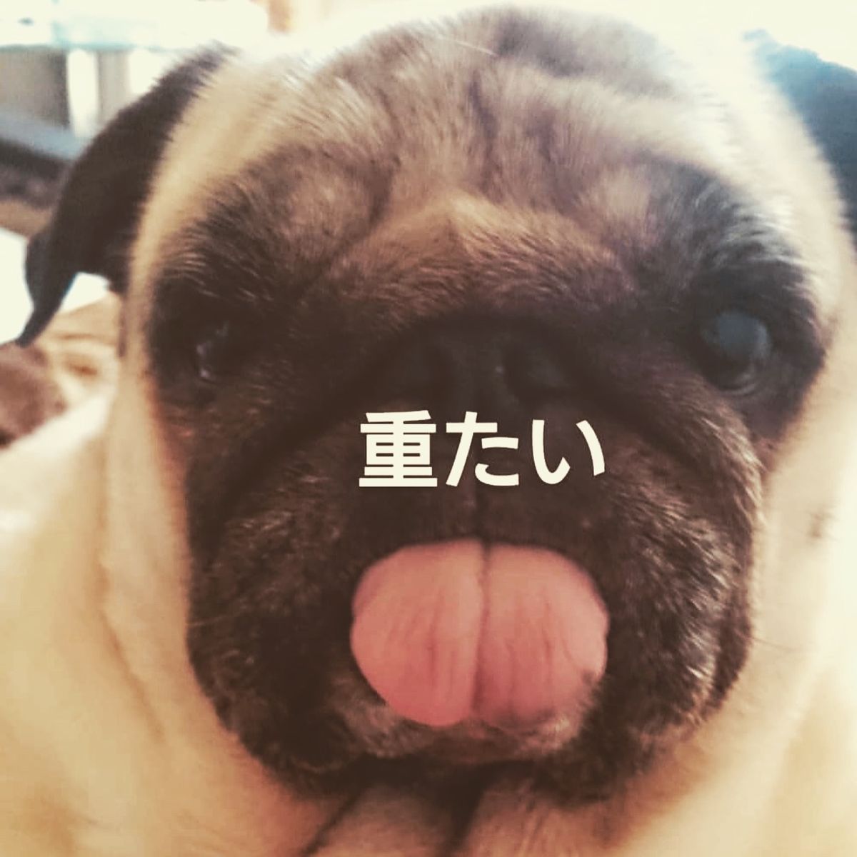 kishikaisei- FACEIT avatar