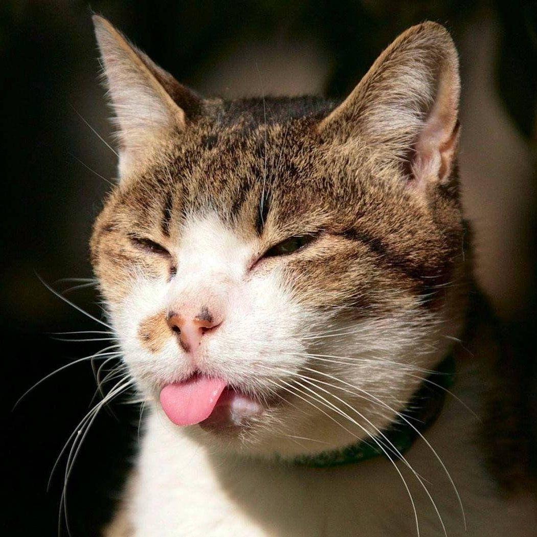 Chontzy avatar