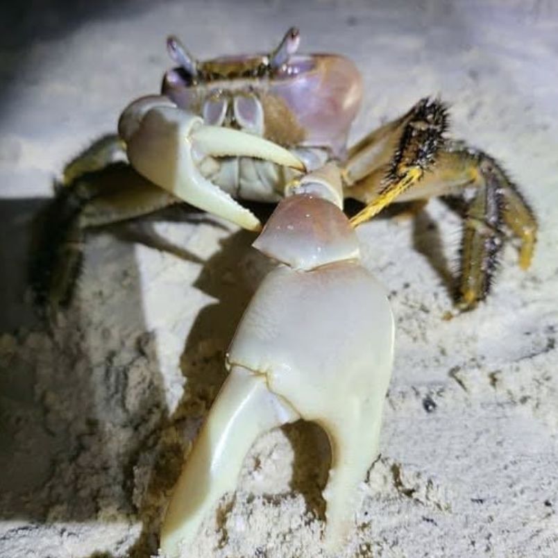 ZoriGeTon