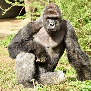 Harambe_v avatar