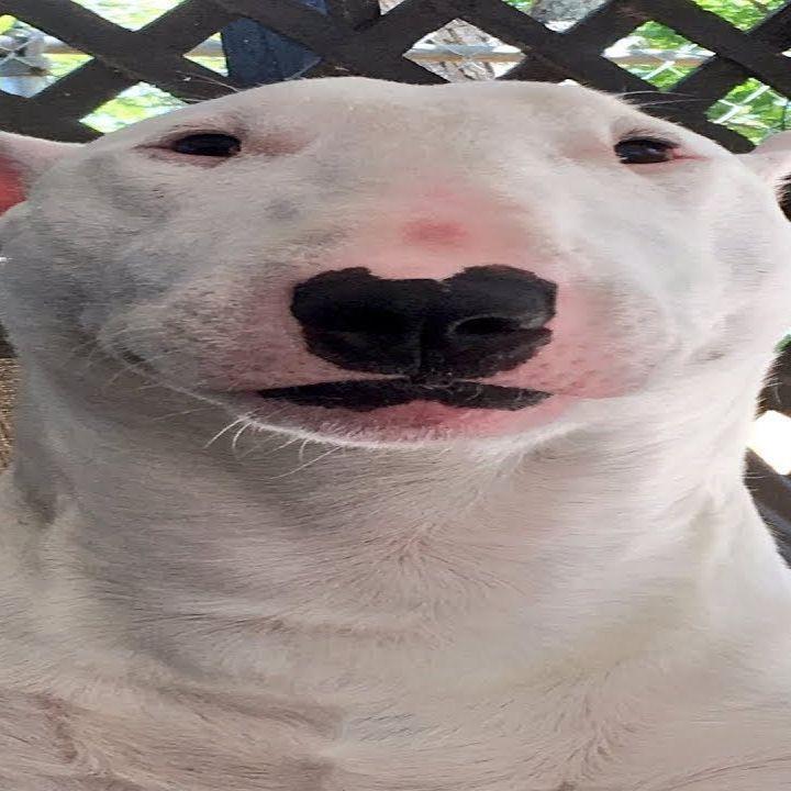 kitsunefn avatar