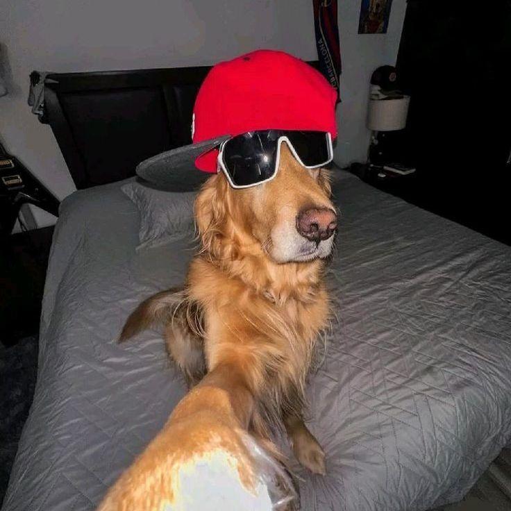papitopato avatar