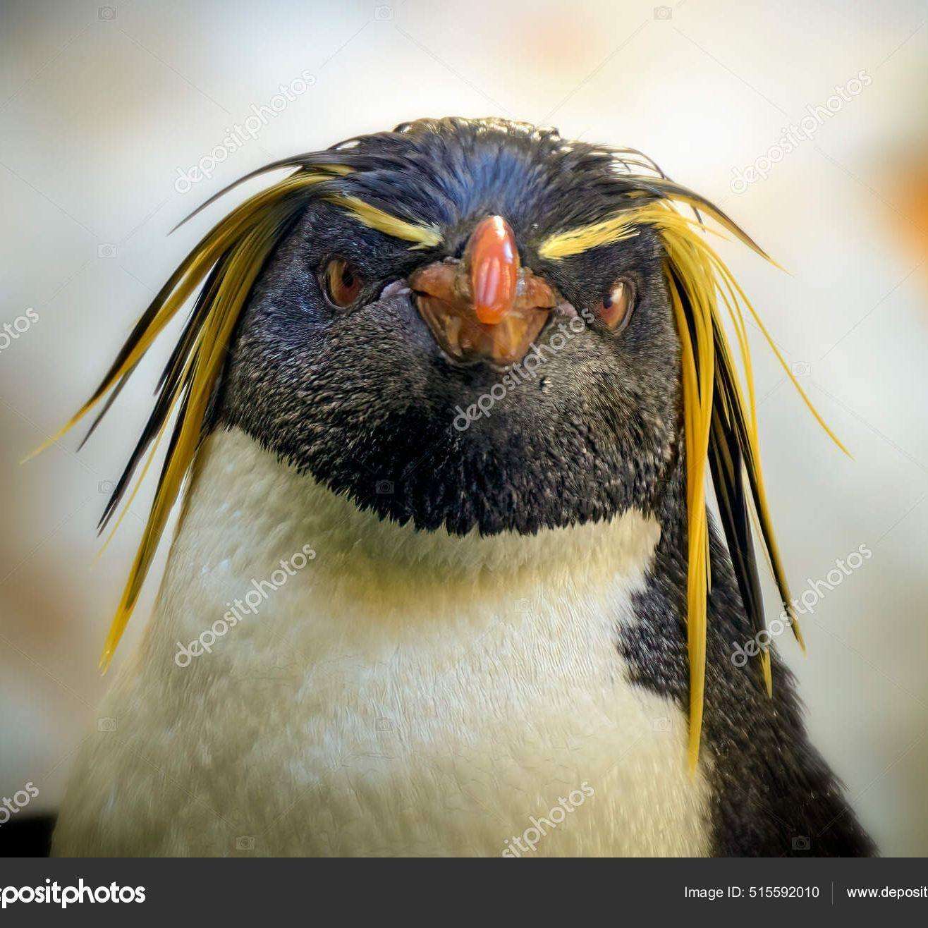 PinguiN-- avatar