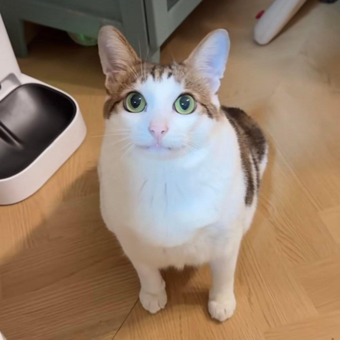 IAMFATCAT avatar
