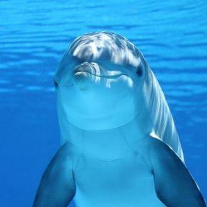 9Olphin avatar