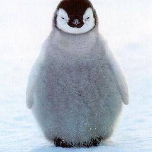 Player pingvin_nice avatar