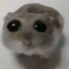 Oskar356789 avatar