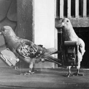 Er-Pollo