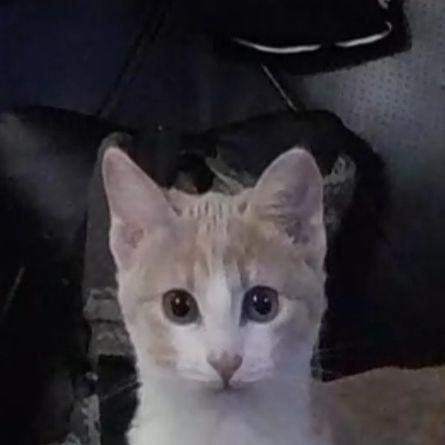 Rusxoxol avatar