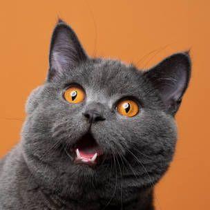 meowlye avatar