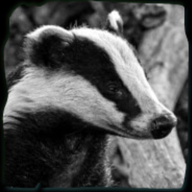 TrrbleBadger avatar