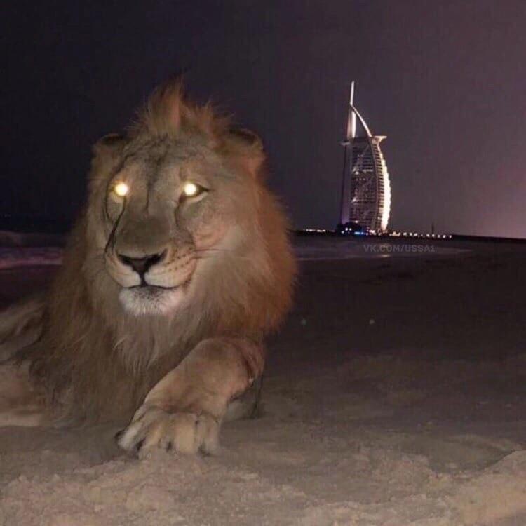 pezhoN1 avatar