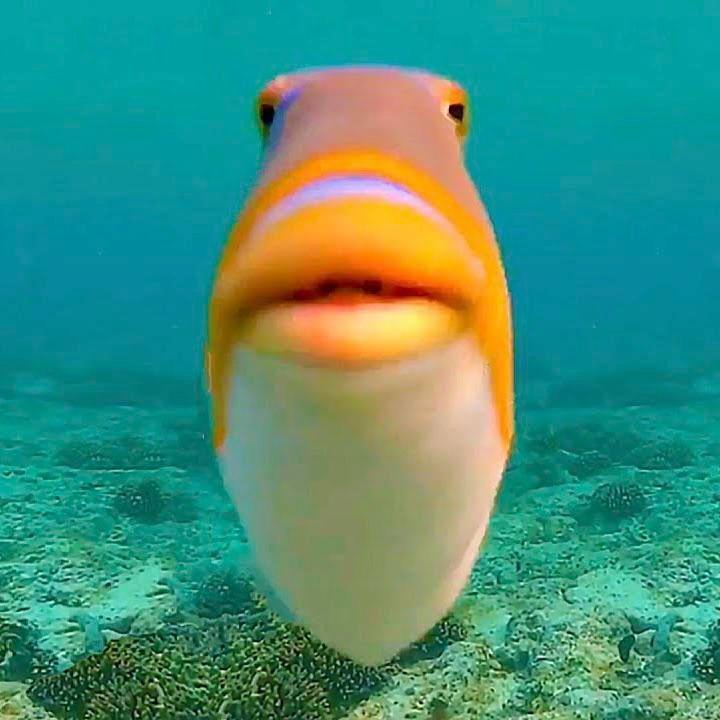 -fish_ avatar