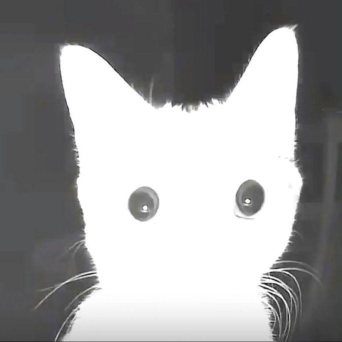 stockingsleg avatar