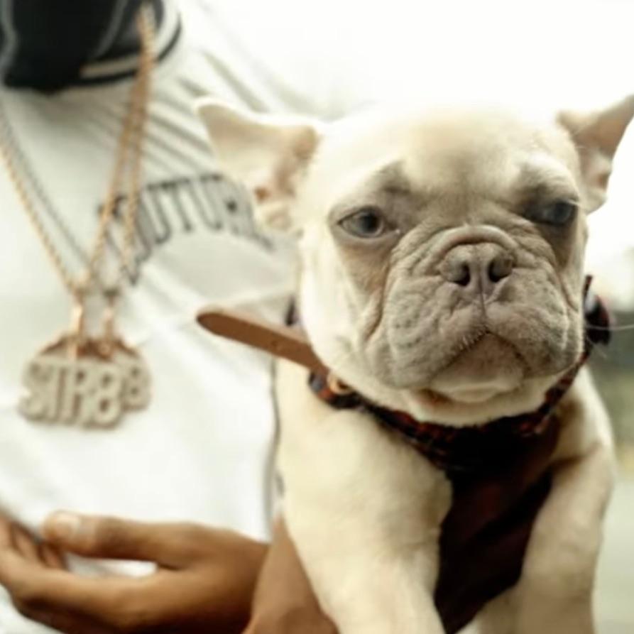 44bulldoggy