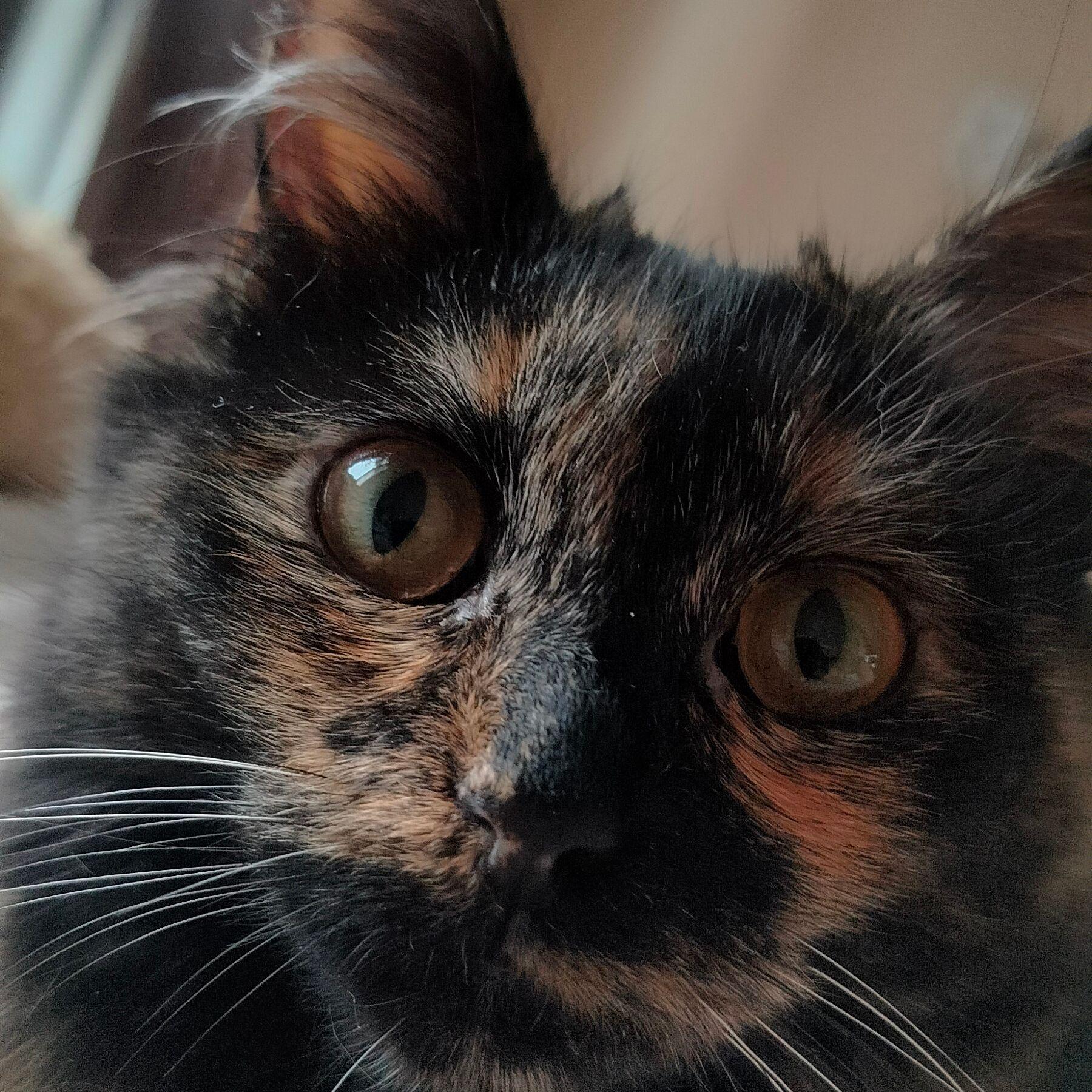 haylo4 avatar