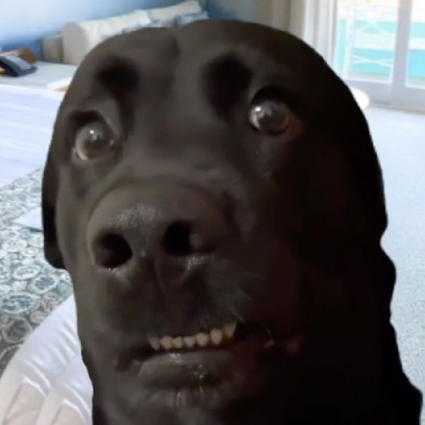 team_cachorro-