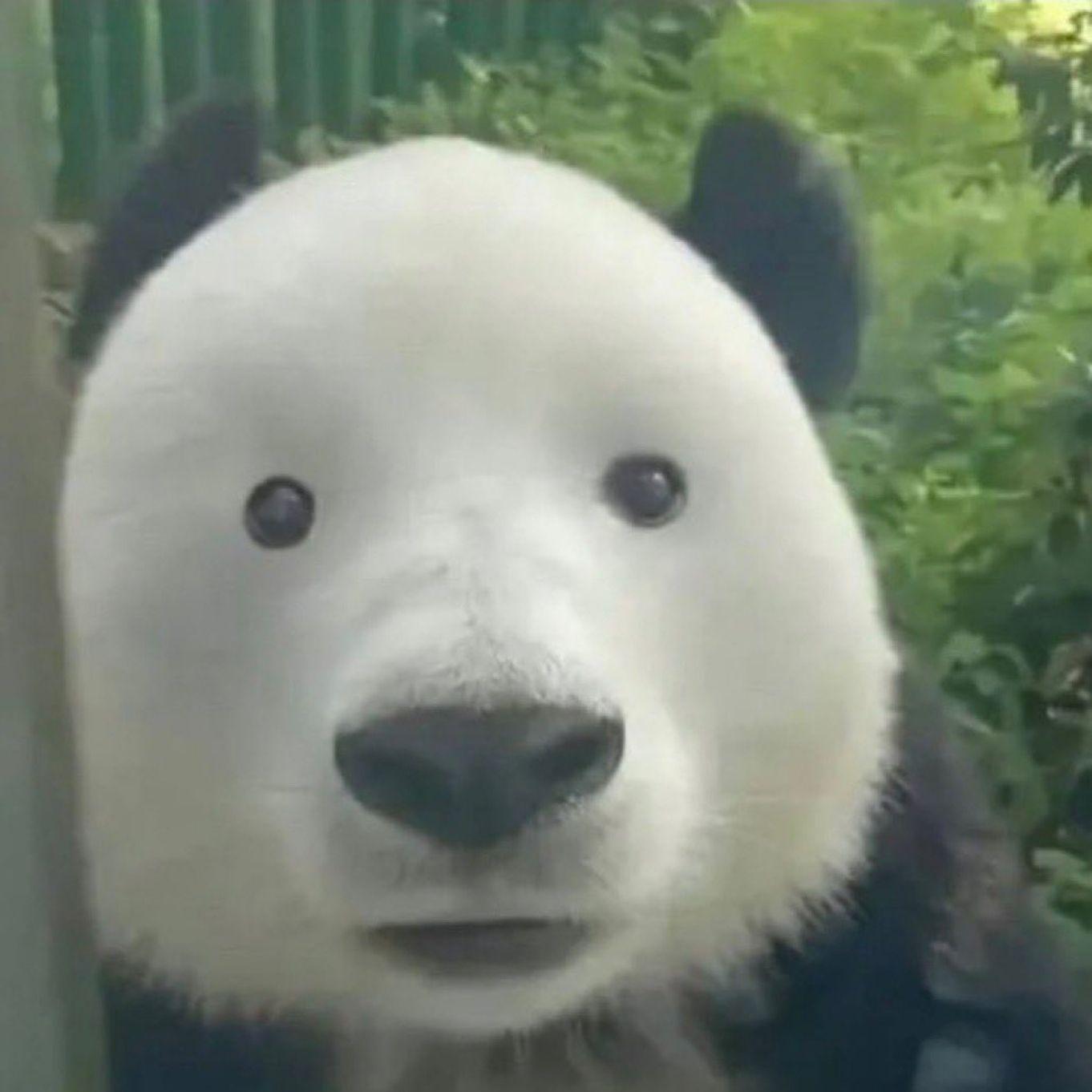HaiNeDeZoO avatar