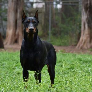 DobermanPEEK avatar