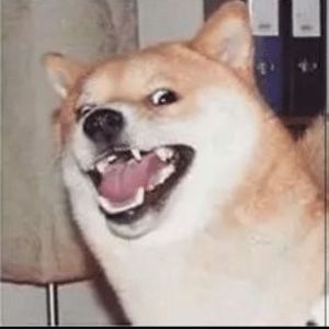 team_f1nsei