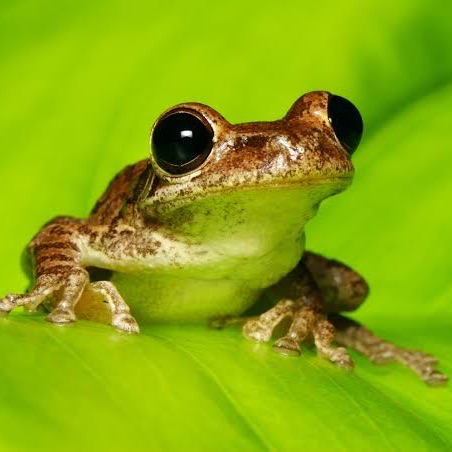 FrogPatrol