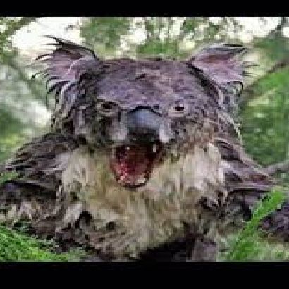 team_Wetkoalaaa