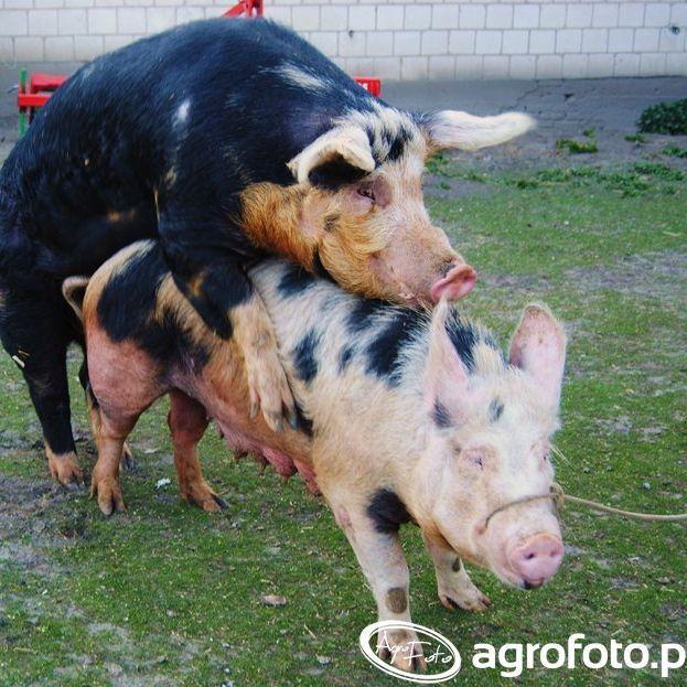 aGrOfArM avatar