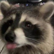 NougatR6 avatar