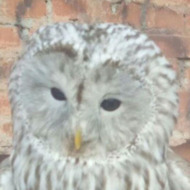 Petyyx avatar
