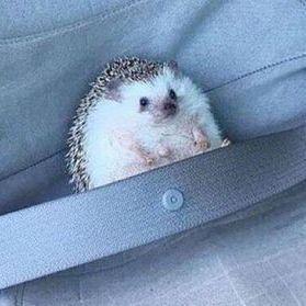 Hedgehogs