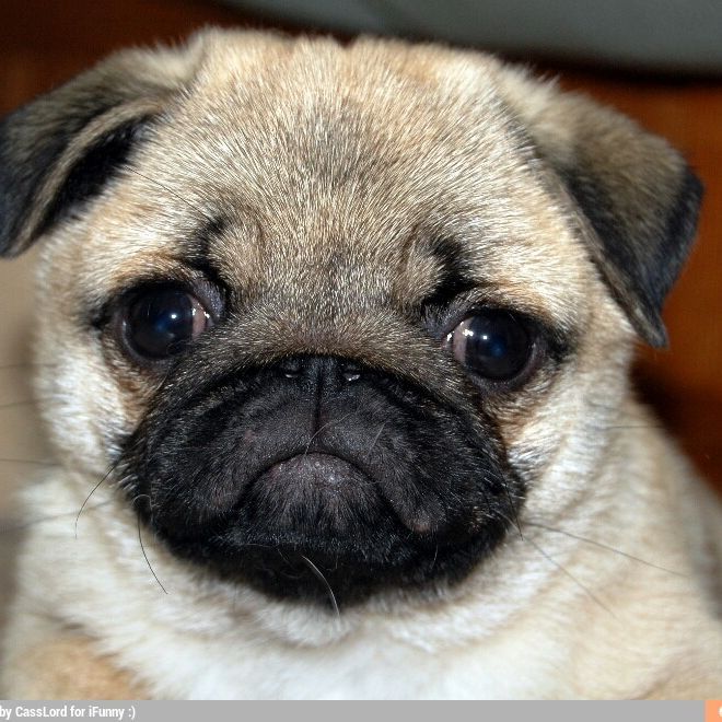 F1lthy Puggers