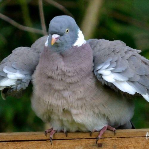 PigeonAbuser avatar