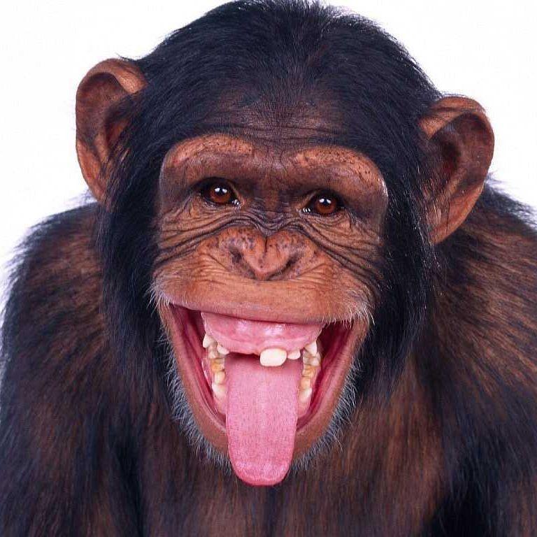 Chimpanzo