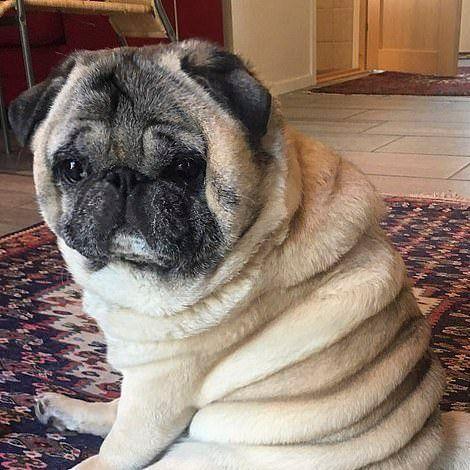 Illicit Pug Pics