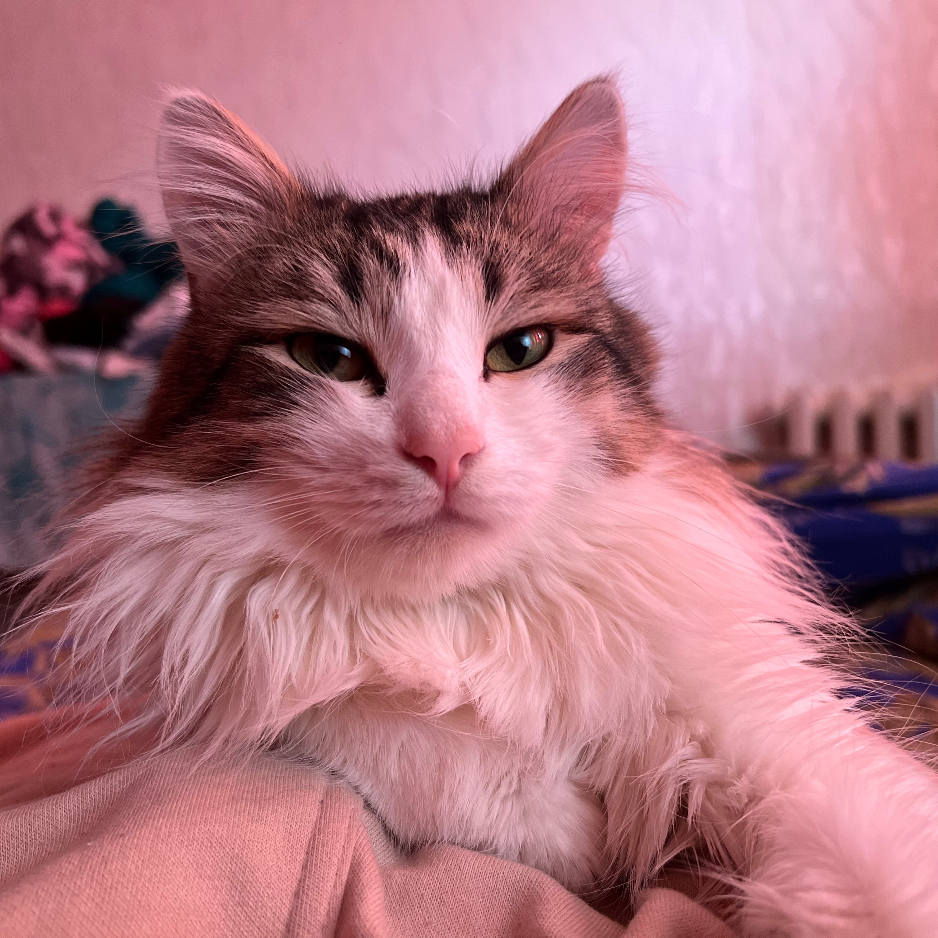 _luka_