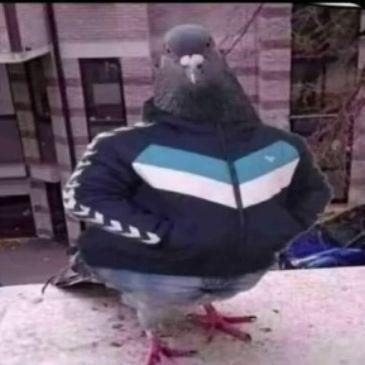 zzzPeak
