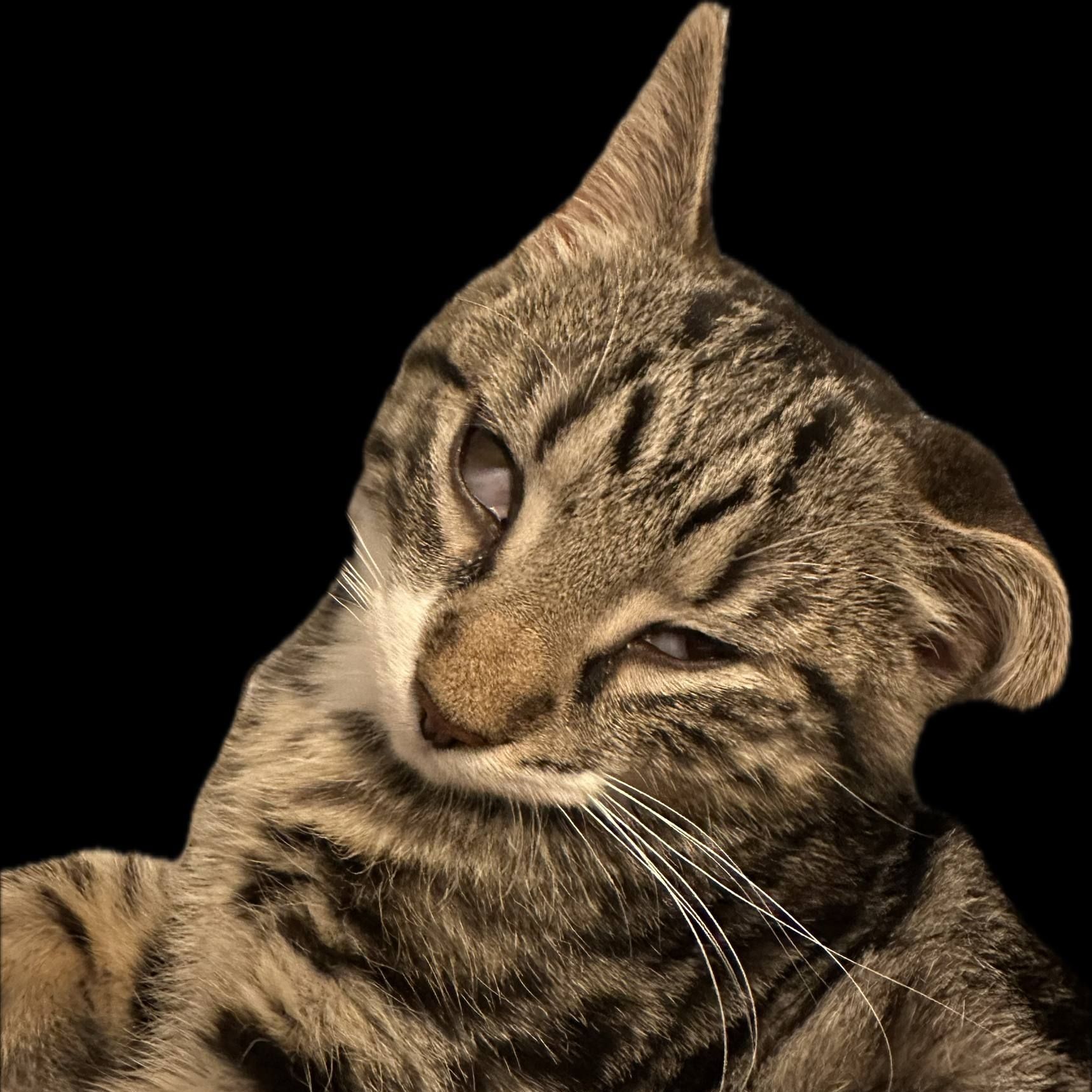 Fr3dZ1ll4 avatar