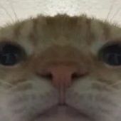 sqazka1