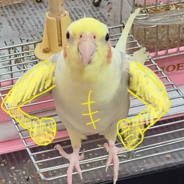CICIKUS